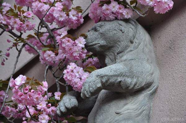 Заворожуюча краса: в Ужгороді розквітла сакура (фото). Ужгород милується ніжним цвітінням сакури.
