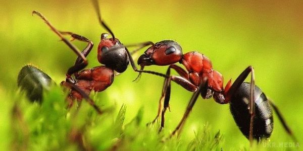Несподівана заява: нове відкриття про мурахах. Мурахи рятують поранених у боях родичів.