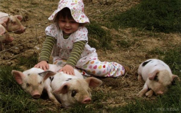 Британським немовлятам пересадять свинячі органи. Трансплантація органів свиней подарує надію на нормальне життя багатьом немовлятам.