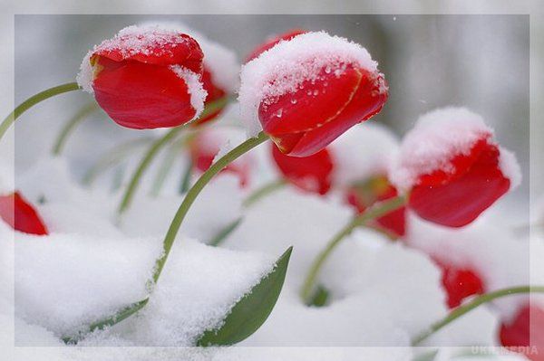 Прогноз погоди в Україні на сьогодні 19 квітня: очікуються дощі, місцями зі снігом. По всій Україні синоптики обіцяють переважно дощі, місцями зі снігом.