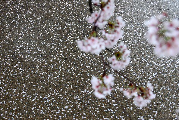 В Україні - сніг, а в Японії - заметіль із пелюсток квітів сакури (фото). Доки Україна не може отямитися від холоду та снігу, Японія спостерігає снігопад із пелюсток сакури