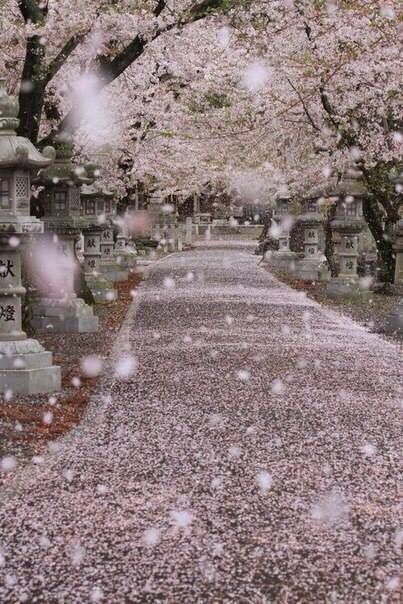 В Україні - сніг, а в Японії - заметіль із пелюсток квітів сакури (фото). Доки Україна не може отямитися від холоду та снігу, Японія спостерігає снігопад із пелюсток сакури