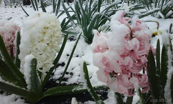 Квітневий снігопад в Україні:  фото. Природа раскапризничалась до того, що випало 10 сантиметрів снігу, погубивши квіти і плодові дерева , які зацвіли тиждень тому.