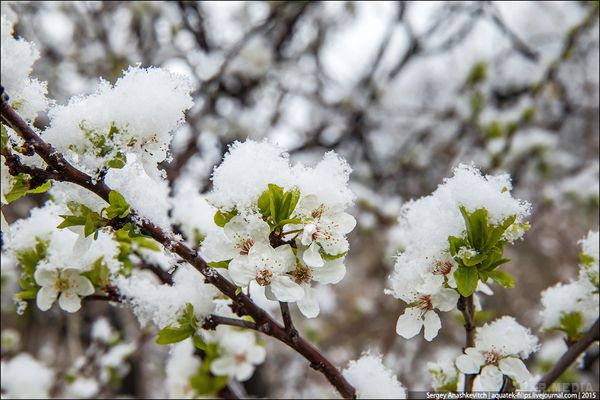 Через похолодання Україна може втратити до 30% врожаю плодових, - синоптики. Укргідрометцентр прогнозує можливу втрату 30% врожаю плодових із-за різкого зниження температури на південно-сході України.