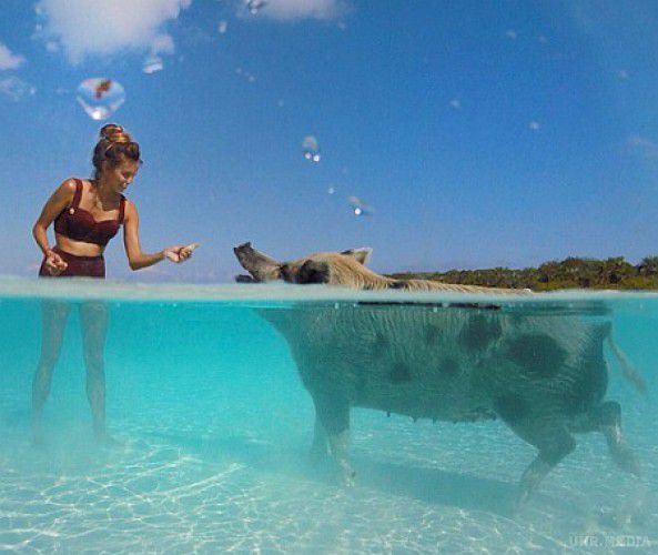 Регіна Тодоренко на Багамах скупалася зі свинями. Ведуча шоу Орел і Решка Регіна Тодоренко продемонструвала фото зі зйомок проекту на Багамських островах.