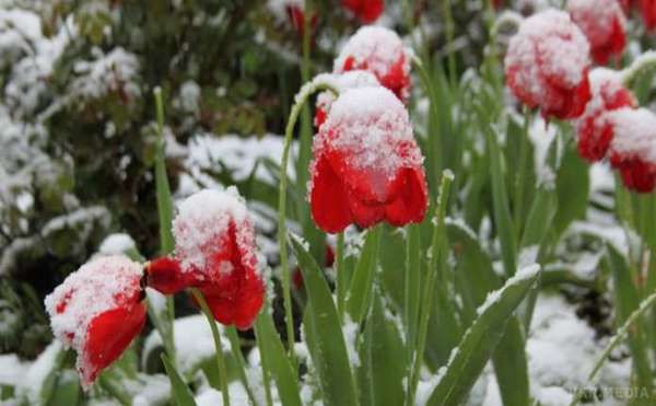 Синоптики розповіли, де сьогодні падатиме сніг і коли прийде тепло. Сьогодні, 21 квітня, у південних, центральних та східних областях пройдуть дощі із мокрим снігом, зокрема опади очікуються на Дніпропетровщині та Харківщині..