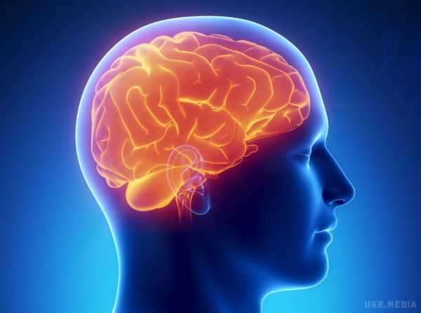 Вчені переглянули попередні уявлення про роботу мозку і пам'яті. Що насправді відбувається у нас в голові, коли ми формуємо спогади і зберігаємо їх на майбутнє?