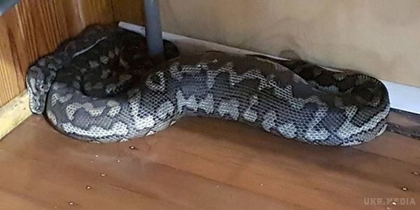 Гігантська змія провалила стелю і потрапила в будинок. В Австралії величезна змія проробила дірку у стелі і потрапила в будинок.
