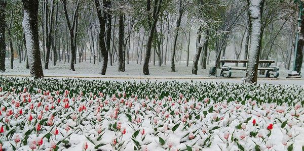 Сніговий полон охопив Кіровоградську область. Справжня зима дісталася і до Кіровоградської області, проте проблем на дорогах не було, транспорт ходив за розкладом.