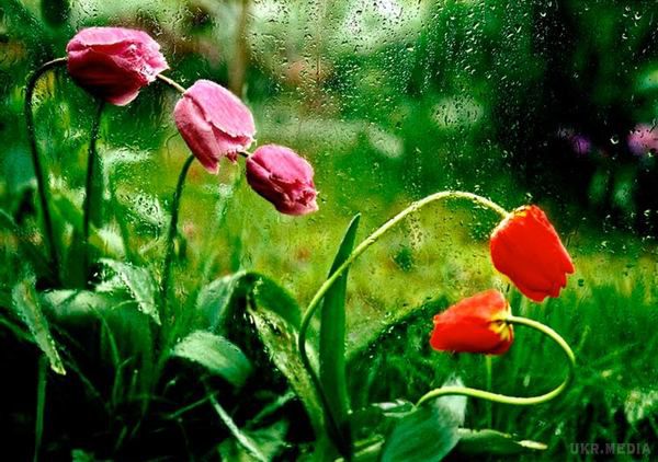Прогноз погоди в Україні на сьогодні 23 квітня: очікуються дощі. По всій Україні синоптики обіцяють переважно дощі та потепління.