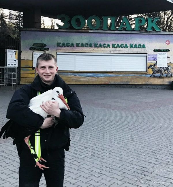 У центрі Києва патрульні піймали велику птицю: опубліковано фото. У центрі Києва поліцейські зловили лелеку, який розгулював по проїжджій частині