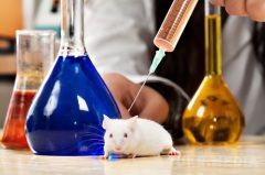 24 квітня - Всесвітній день захисту лабораторних тварин. Сьогодні вже по всьому світу активно розвивається рух проти експериментів і дослідів над лабораторними тваринами.