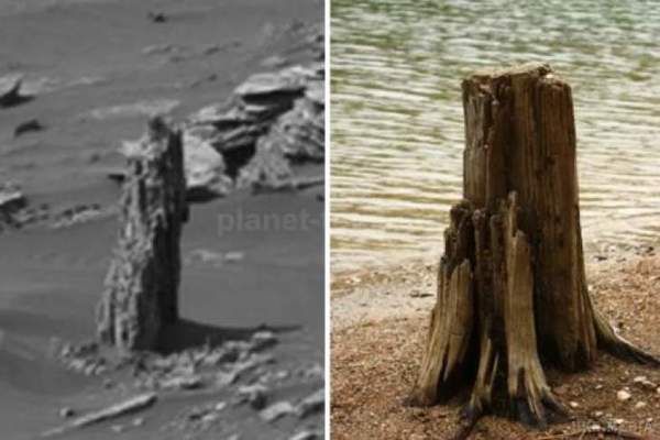 На Марсі вчені виявили сенсаційну знахідку. На Червоній планеті знайшли дерево.