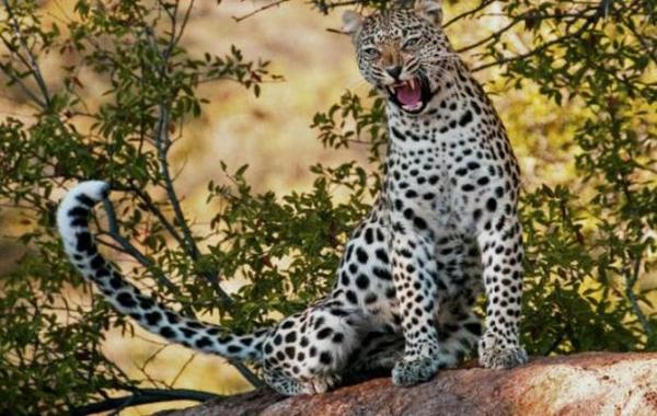 Індійський леопард атакував чоловіка, який рятував його – відео. Очевидцям вдалося зняти на відео напад небезпечного хижака на лісничого, який намагався допомогти дикій кішці.