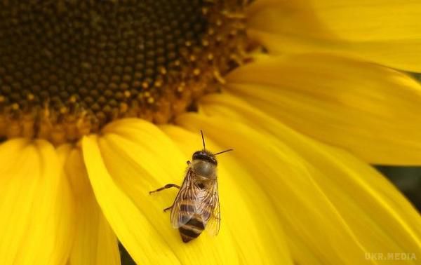 У Рівненській області величезні бджолині родини вимерли за один день (відео). У Рівненській області величезні бджолині родини вимерли за один день.