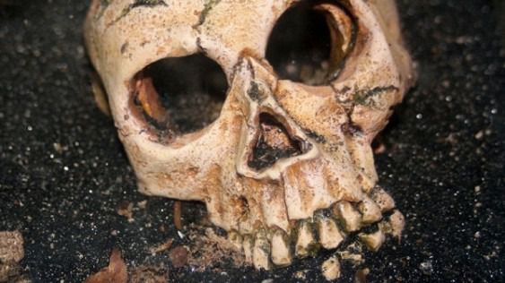 Кістки віком 3 мільйона років змусили вчених переглянути мовну теорію. Група вчених з Африки та Сполучених Штатів досліджувала кістки древніх гомінідів Homo naledi і виявили цікаву особливість їх будови черепа.