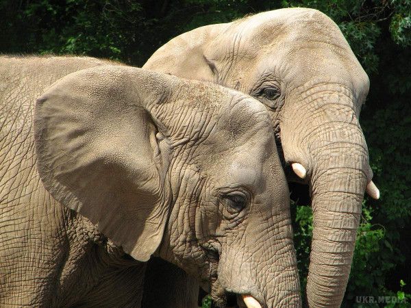  Самці слонів вибирають супутницю життя вухами - фахівці. 