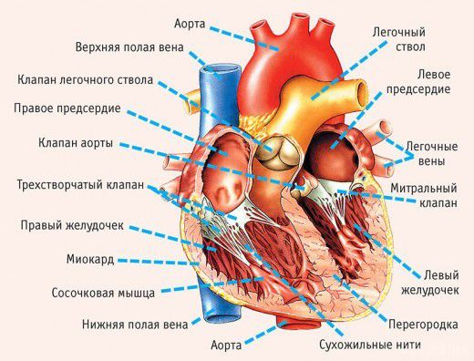 Якщо хочете мати здорове серце, відрегулюйте роботу органів травлення. Серце – це, з одного боку, насос для циркуляції крові, а з іншого боку – судинна система, її розподільник: кому скільки дати. 