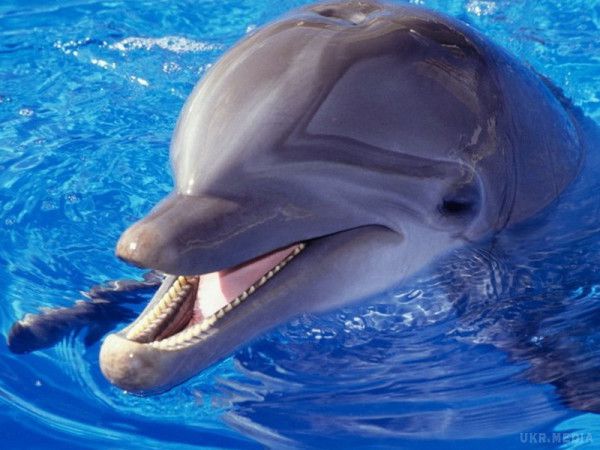Учені з Швеції розробили технологію розшифровки мови дельфінів. Відомо, що дельфіни-одні з найбільш розумних істот на планеті.