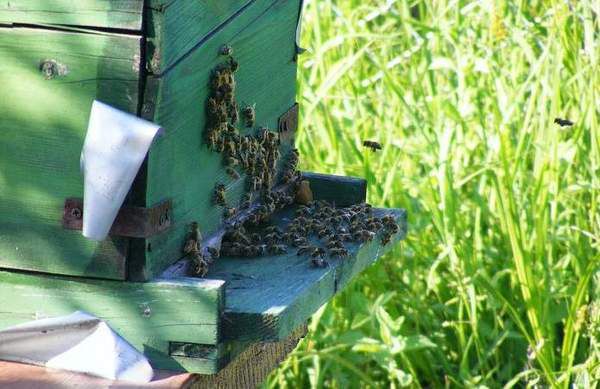 Українці придумали «розумний» вулик. Українські вчені розробили унікальну технологію, яка дозволяє не тільки спостерігати за роботою бджіл, але і управляти процесом збору меду.