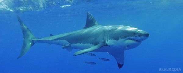 У Греції рибалки зловили величезну акулу. В Егейському морі поблизу островів Скопелос і Евбея грецькими рибалками була спіймана величезна акула довжиною сім метрів