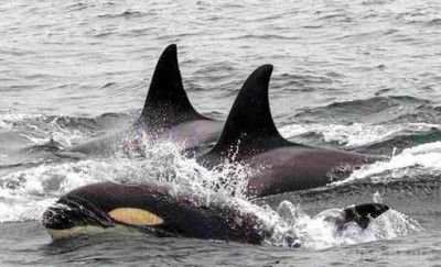 Вчені виявили китів-убивць у Каліфорнійській затоці. Морський біолог розповів, що кити-вбивці чинять безпрецедентний забій у Каліфорнійській затоці, атакуючи сірих китів. 