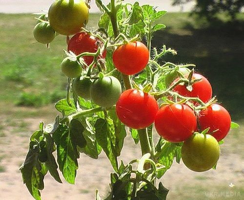 Які є переваги розпушування помідорів?