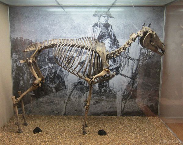 У Великобританії знайшли копито коня Наполеона. У Великобританії знайшли копито коня Наполеона, арабського скакуна Маренго. 