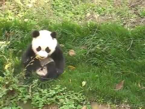 Мимишность зашкалює: маленька панда катається на іграшковій конячці (відео). Користувачів Мережі розчулило відео з щасливою пандою.
