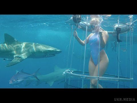  Порноакторку вкусила акула за ногу під час фотосесії. Під час екстремальної фотосесії у відкритому морі на порноактрису Моллі Каваллі напала жовта акула