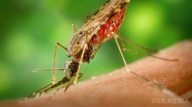 Скоро комарі перестануть кусати людей, думка вчених. Комарі незабаром почнуть відчувати відразу до людей.