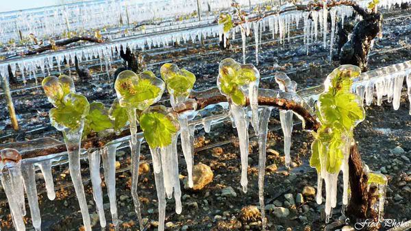Сильні заморозки вдарили по виноробству у Франції. Сильні весняні заморозки в деяких з найбільш відомих виноробних регіонів Франції, в тому числі Шампані, Бордо і Бургундії, завдали місцевому виробництву збиток у розмірі щонайменше 1 млрд євро.