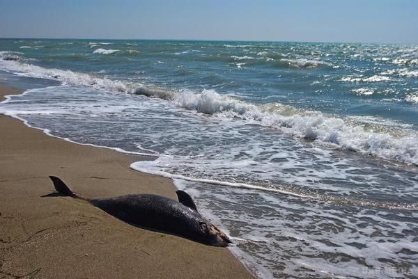 На узбережжі Чорного моря в Криму масово викинулися дельфіни. На узбережжі знайдені тіла 103 дельфінів, у тому числі 31 на території Криму. Це найбільш масова загибель дельфінів за останні кілька років
