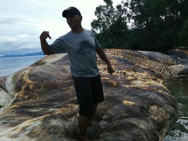 В Індонезії знайшли 15-метрового монстра: опубліковано відео неймовірного тварини. Тіло невідомого морської тваринни вражаючих розмірів виявили в провінції Малуку в Індонезії. Тушу 15-метрового монстра викинуло на берег острова Серам.