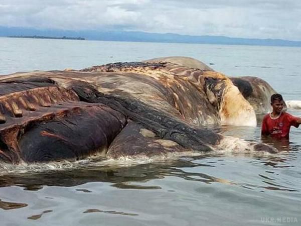 В Індонезії знайшли 15-метрового монстра: опубліковано відео неймовірного тварини. Тіло невідомого морської тваринни вражаючих розмірів виявили в провінції Малуку в Індонезії. Тушу 15-метрового монстра викинуло на берег острова Серам.
