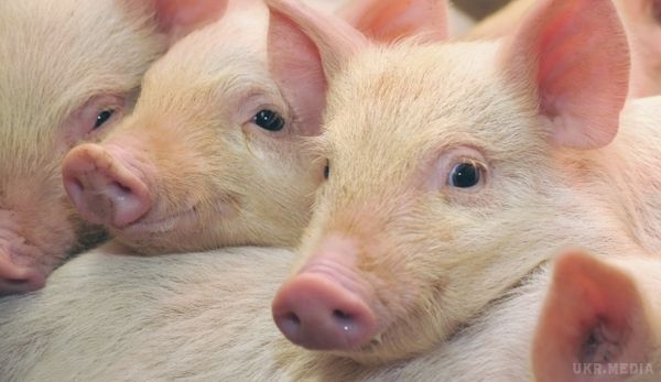 Польщу накрила страшна напасть страшної хвороби свиней. Особливо небезпечно.