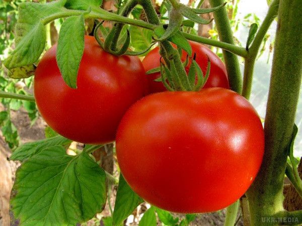 Вчені: Екстракт томатів здатний побороти рак. Експерти з США прийшли до висновку про те, що екстракт томатів може допомогти вилікувати рак шлунка. 