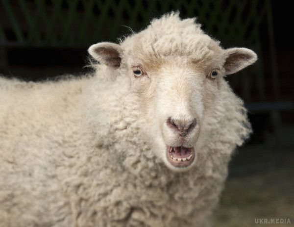 В Туреччині у вівці у вусі знайшли другий рот з зубами(відео). У Туреччині в провінції Газіантеп, фермер помітив дивну аномалію на тілі своєї вівці