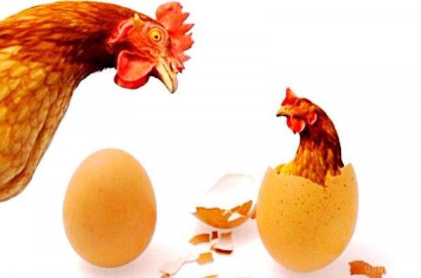  Яйце з'явилося задовго до курки  - фахівці. Учені дійшли висновку, що яйце з'явилося набагато раніше самої курки. 