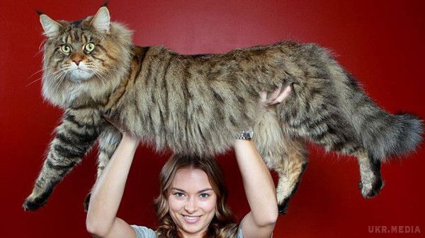 Найдовша кішка в світі живе в Австралії. Мешканка Австралії взяла собі кошеня в 2013 році, зовні він нічим не відрізнявся від інших кошенят.