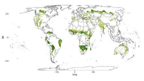 Екологи виявили півмільярда гектарів "втрачених" лісів (карта). Лісовий покрив нашої планети вже кілька десятиліть неухильно зменшується.