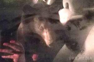 Відеошок: ведмідь заліз в автомобіль, закрив двері і побібікав. Ведмедик посеред ночі забрався в припаркований кросовер Honda Pilot, закрив двері і почав сигналити.