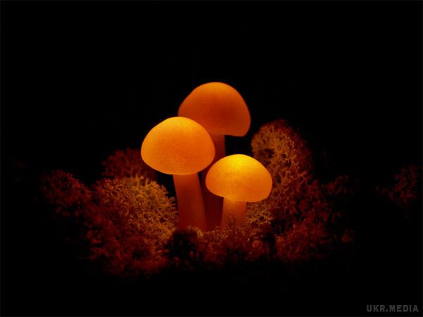 Вчені розповіли про феномен світіння грибів.  Вчені розкрили таємницю феномену світіння грибів.