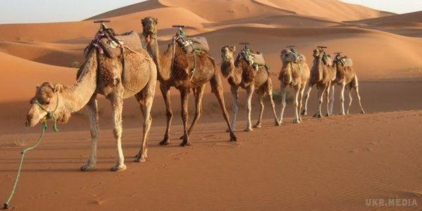 Дослідники вперше в історії клонували верблюда. Вчені з Центру репродуктивної біотехнології в Дубаї, ОАЕ, вперше в історії клонували двогорбого верблюда.