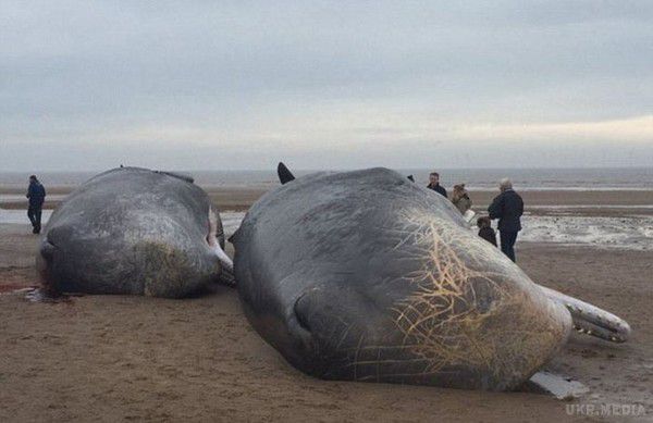 На берег Північного моря викинуло 29 китових трупів. Ось що виявилося у них в животах..(фото, відео). Ще близько століття тому більшості здавалося, що простори нашої планети неозорі.
