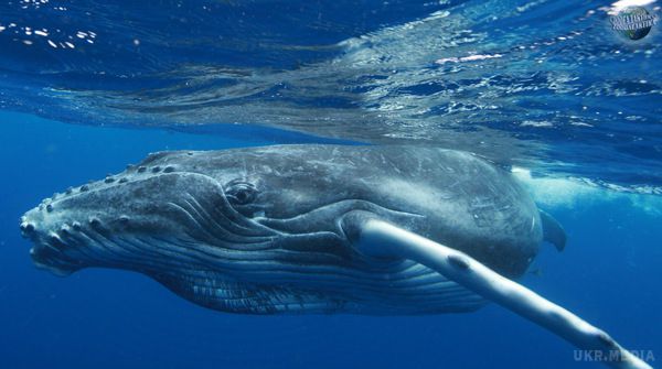 Горбатий кит застряг в гавані Вентура (відео). В суботу, 20 травня, в гавані міста Вентура в США застряг молодий горбатий кит.