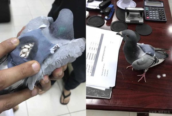 У Кувейті "затримали" голуба з рюкзачком наркотиків. У Кувейті співробітники митної служби затримали поштового голуба, на спині якого був закріплений рюкзачок з 178 наркотичними таблетками. 