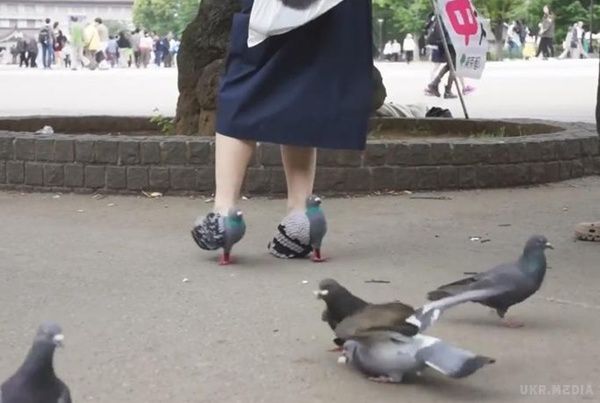 Модний тренд: мережу підкорили японські туфлі-голуби (фото). Жителі Японії в черговий раз здивували мережа незвичайним модним трендом – туфлі у вигляді голубів.