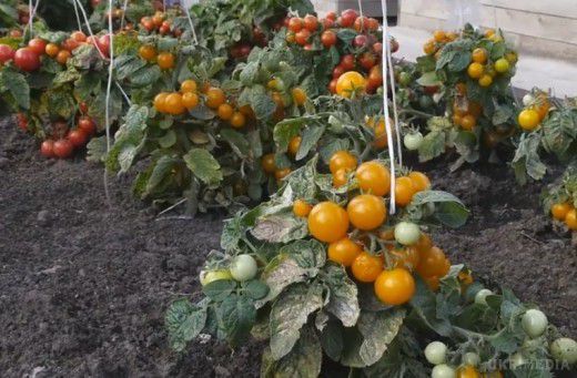 Штамбові томати - томати для ледачих. Городники, у яких на ділянці ростуть томати, знають, що ця культура потребує постійного догляду: поливів, добрив, пасинкування, формування, підв'язки. 