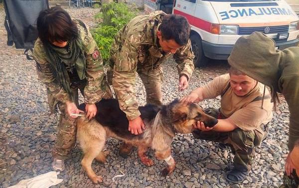 Пес Рекс, який врятував життя бійців АТО, зворушив соцмережі. Пес Рекс, який врятував двох бійців АТО на Донбасі, прикривши їх собою..